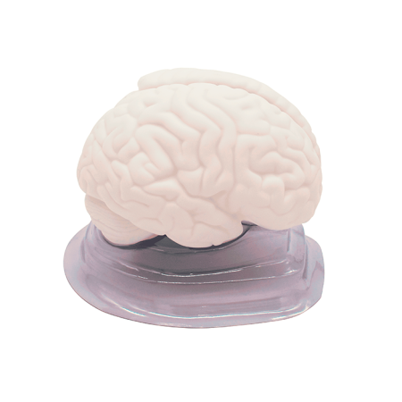 Модель «Мозг в разрезе»